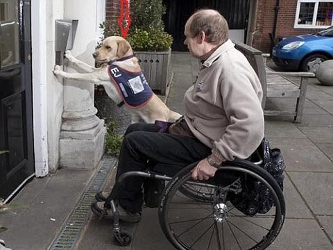 Dogs Helping their owners in their daily jobs - The best dogs in the world