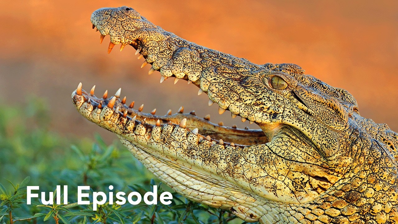 A Crocodile’s War for Survival | Crocs of Katuma