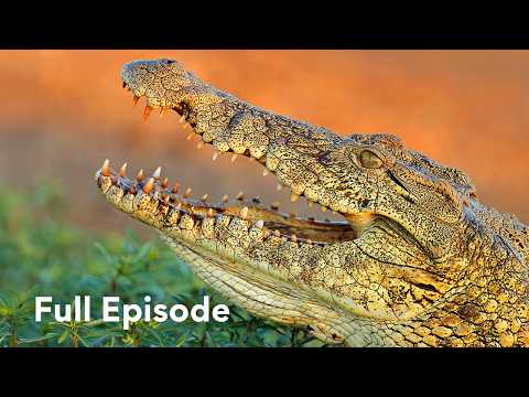 A Crocodile’s War for Survival | Crocs of Katuma