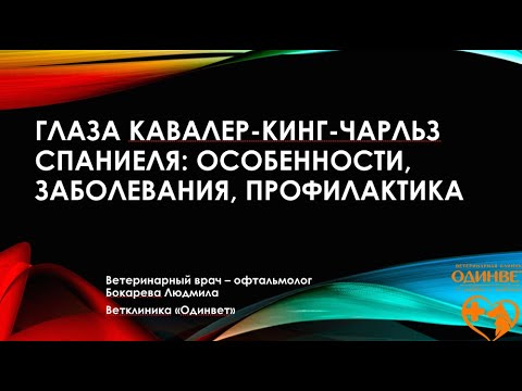 Глаза Кавалеров -  болезни и уход