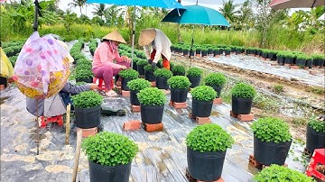 ngắt đọt lần 4 cho Cúc mâm xôi hàng 5 cơi hoa Tết 2024