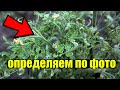 САМЫЕ СТРАШНЫЕ БОЛЕЗНИ ТОМАТОВ! КАК ОПРЕДЕЛИТЬ И КАК БОРОТЬСЯ