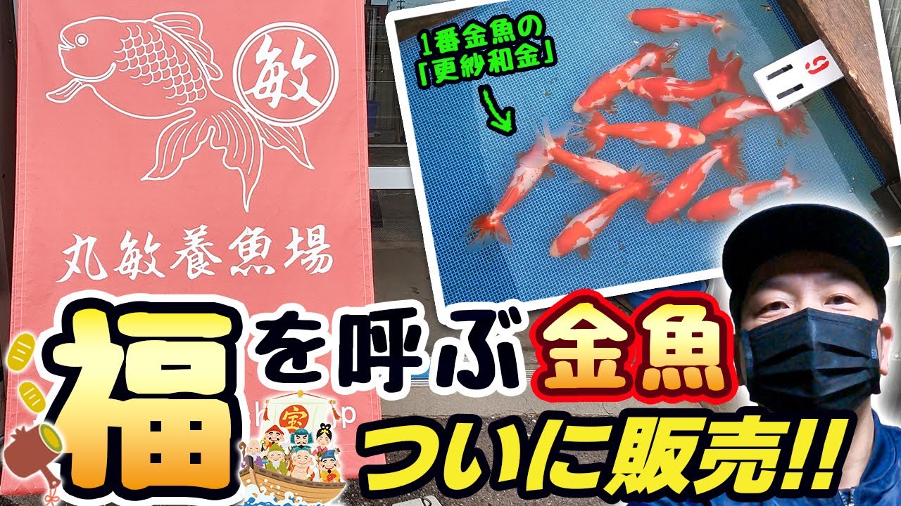 ぷち金魚市場 No.66 会可ー極上種かのこ更紗当歳魚 ハンマー *蘭DeBoo