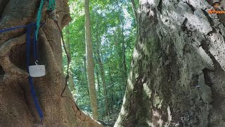 นอนป่าดิบลึก ต้องนอนกลางต้นไม้ใหญ่ ตอนเช้ามีเสียงสัตว์ป่าลึก ร้องขู่คำรามใส่วนเวียน น่ากลัวมากep131