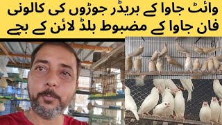 Fawn Java Chicks Strong Blood line or White Java Breeder Pair Lo aur Breed Lo || ASIF BIRDS FARM Profile