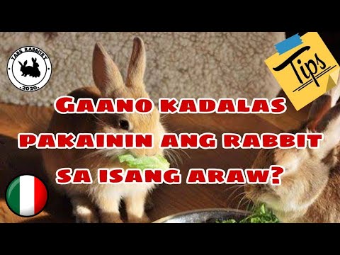 Video: Paano Pakainin Ang Isang Pygmy Rabbit