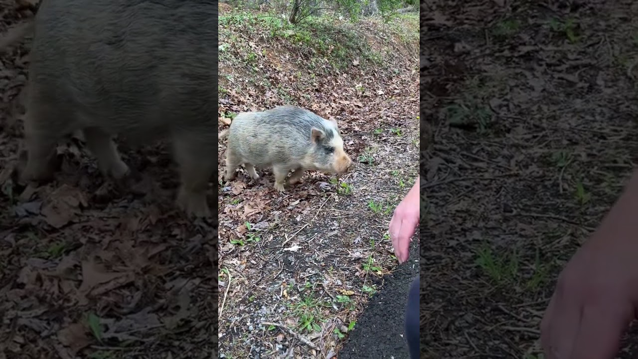 Friendly pig