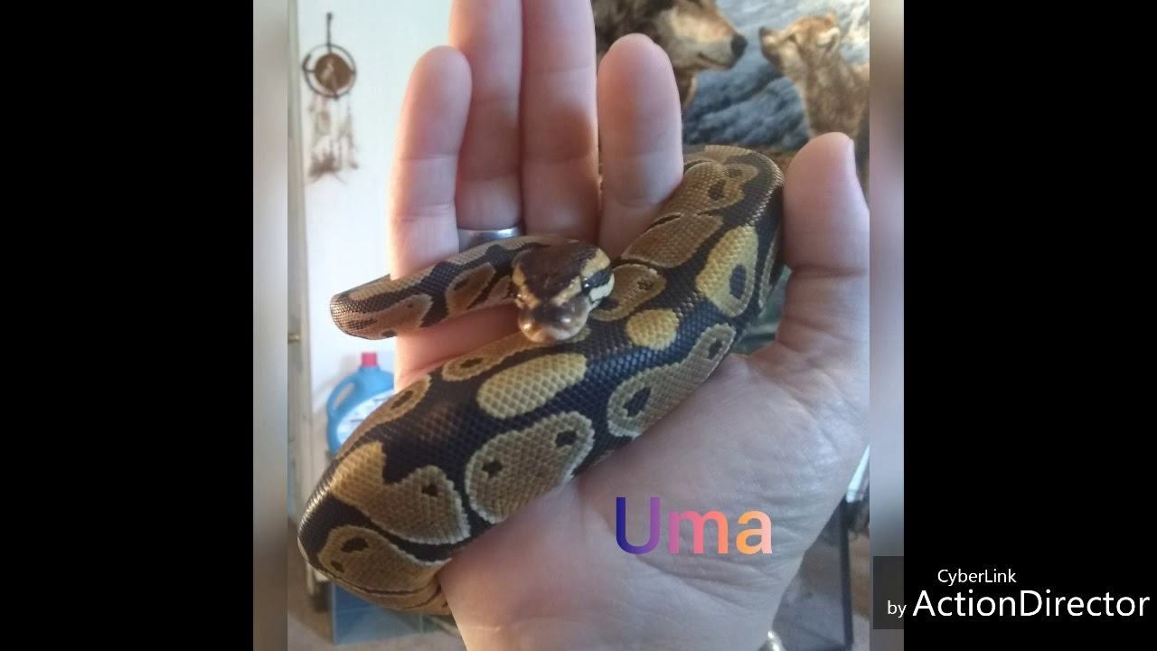 camera iphone 8 plus apk ME BEING FUNNY😆