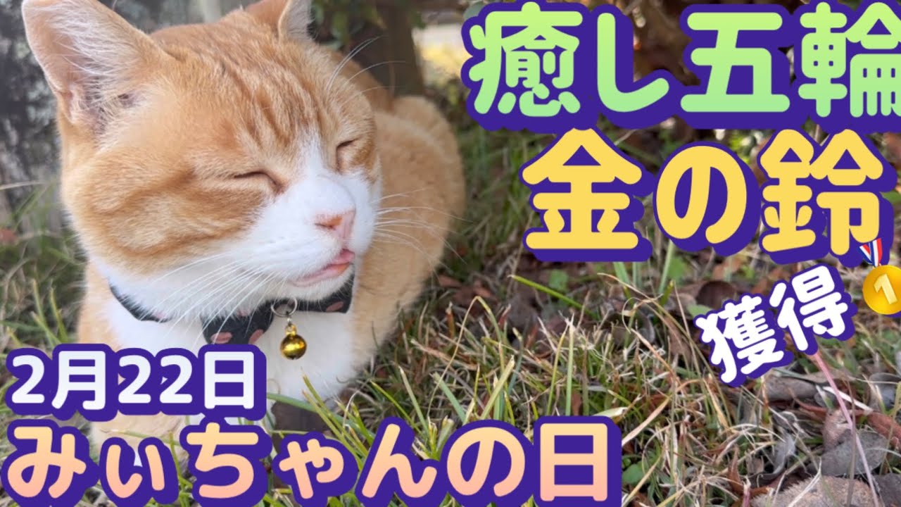 バス営業所の看板猫みぃちゃん】ひたすら癒されてください - YouTube