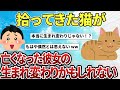 【2ch感動スレ】拾ってきた猫が、死んだ彼女の生まれ変わりかもしれん【ゆっくり解説】