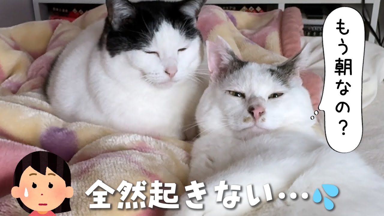 Даже кошки начинают поздно ложиться спать зимними утрами. Эпизод 97.