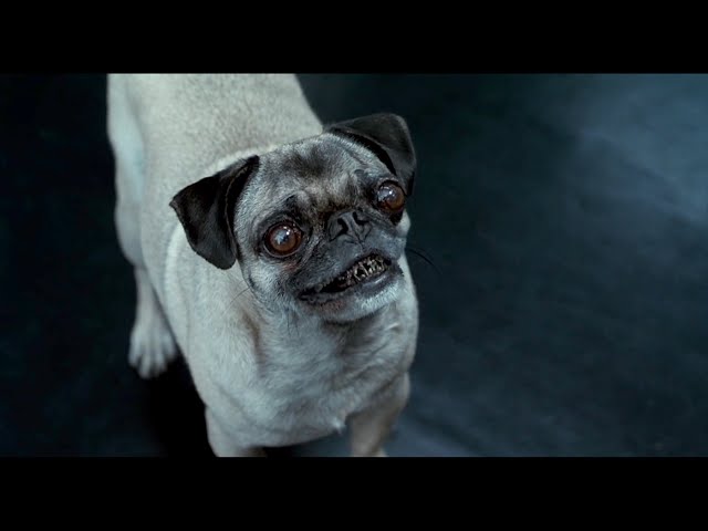 Men In Black II: The Best Of Frank The Pug (2002) - YouTube