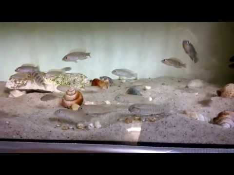 www.tropheus.com.pl - Telmatochromis temporalis shell i inne