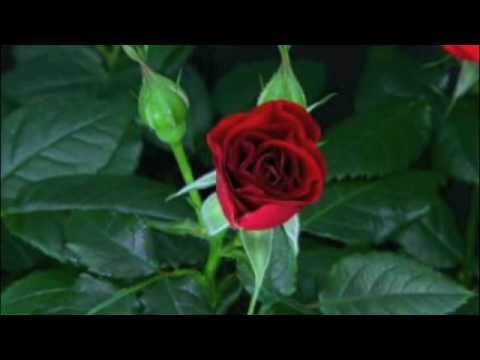 The Rose That Grew From Concrete - YouTube