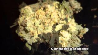 Flowerbomb Kush  - Strain