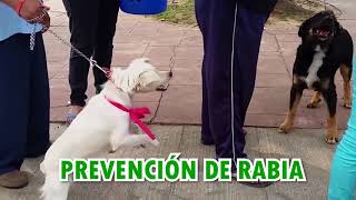 Vacunación y dosificación canina