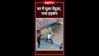 घर में तेंदुए के घुसने से हड़कंप | Leopard Terror Video | Chhattisgarh | Viral Video | SHORTS screenshot 3