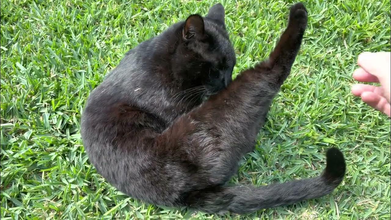 When I touched a neighbor's cat’s leg, it rolled away YouTube