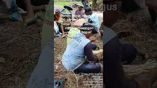 tips membuat klip mulsa dari bambu ,mudah,murah,kuat ,cepat,awet #dafaagroindonesia