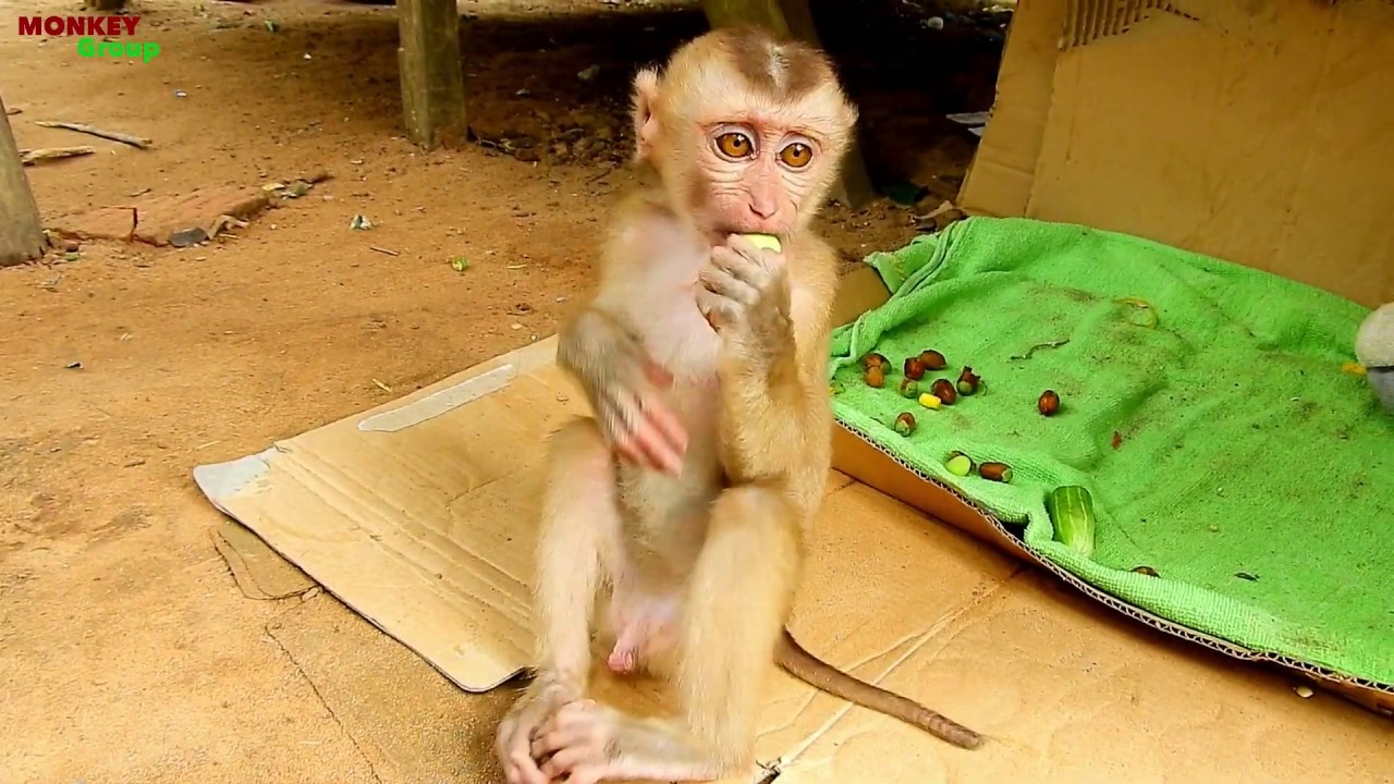 Wow, So funny baby monkey baby Axel play alone