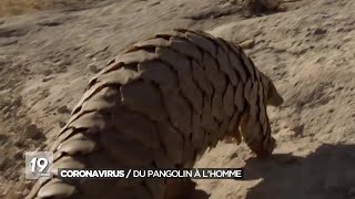 La faune sauvage, bénéficiaire indirecte du coronavirus