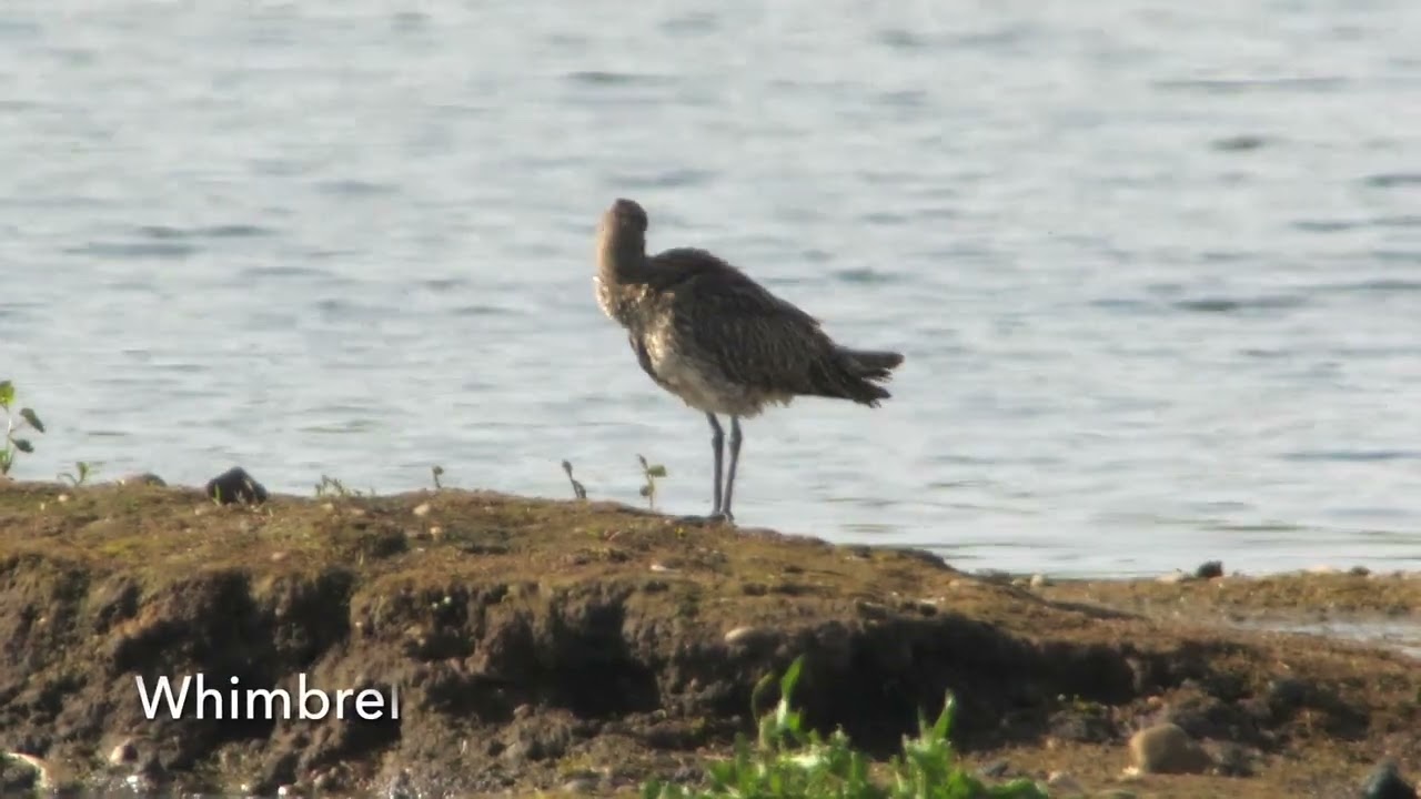 Scandi Rock pipit Slayne's