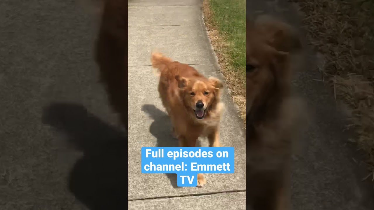 Golden Retriever! JAWS! What should you do? - Emmett TV