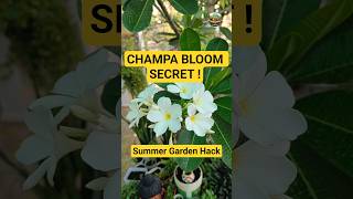 Champa Ko Full Bloom Dene Ka Secret 🌸 | Desi Matka Watering Hack #terracegarden #Champaplant #shorts
