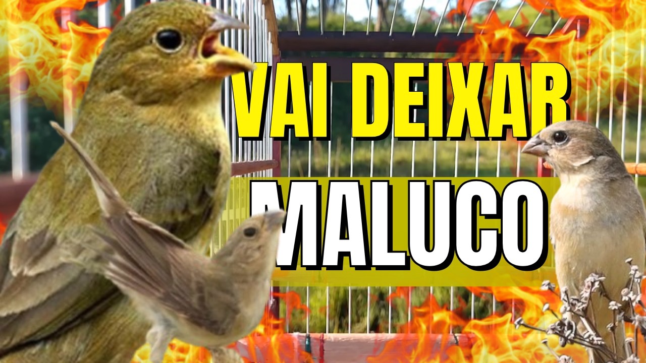 Piado de Fêmea de Papa capim com Piado de Fêmea de Papa capim pra Esquenta papa capim Piado de Fêmea