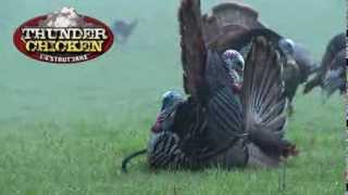 Thunder Chicken Turkey Trance