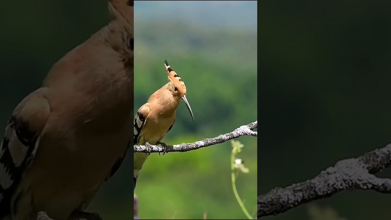 beautiful hoopoe dancing 