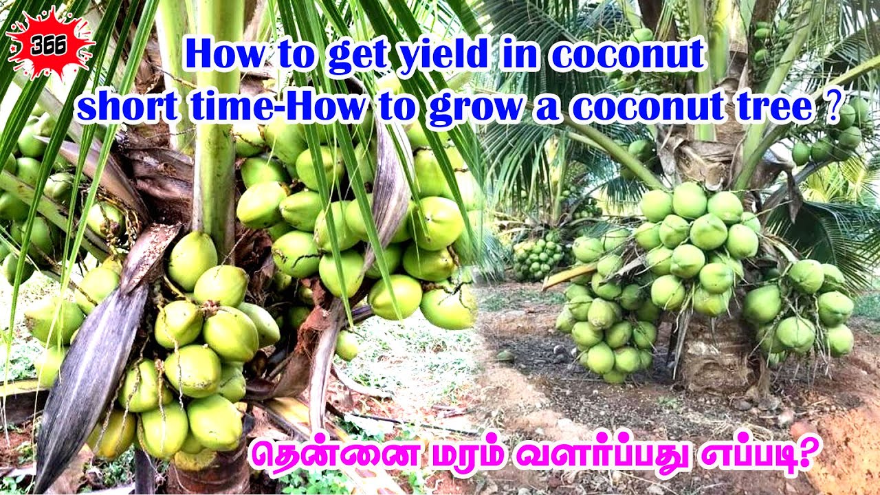 How to get yield in coconut short timeHow to grow a coconut tree