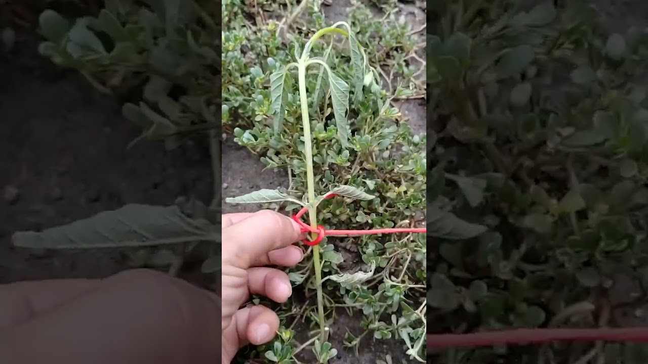 Knotting Technique: The Hanging Seedling Knot