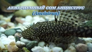 аквариумный сом анциструс (Ancistrus) / СМОТРИМ аквариумный сом анциструс (Ancistrus) / СМОТРИМ