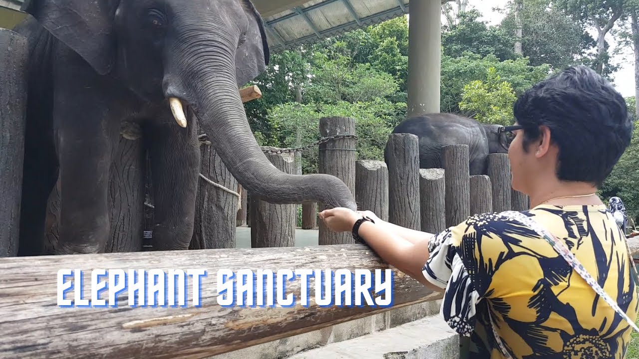 kuala Gandah Pahang Malaysia Elephant Sanctuary YouTube