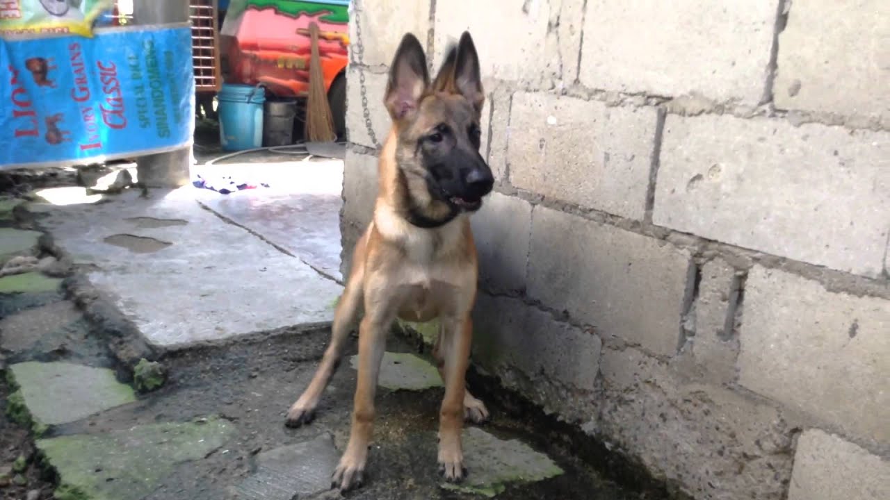 4 month old belgian malinois