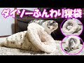 激安で超暖かいダイソーのペット用ふんわり寝袋をネコ吉にプレゼントしました