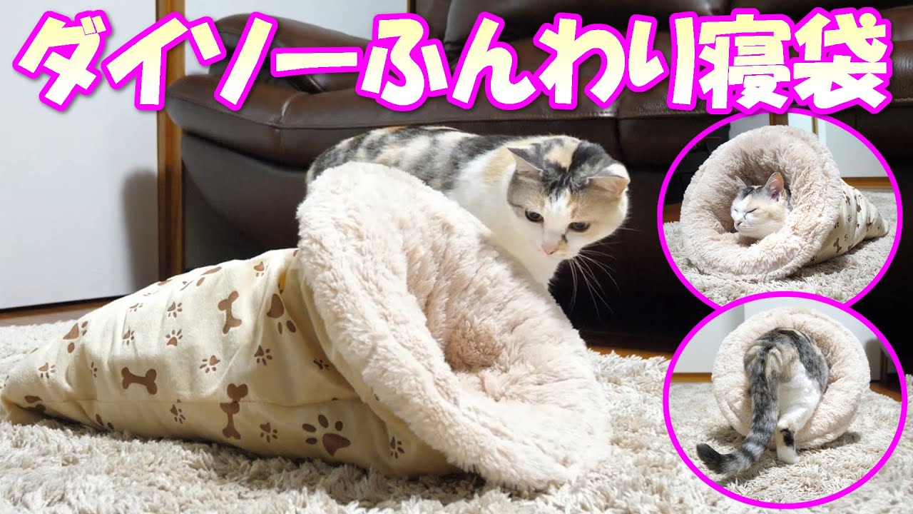 激安で超暖かいダイソーのペット用ふんわり寝袋をネコ吉にプレゼントしました Youtube