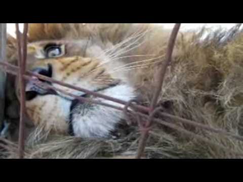 Bear Creek Sanctuary: Zulu and Mary