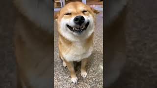 We Tried Insane Challenges (The Dog Was Judging) #challenge #calisthenics #dog