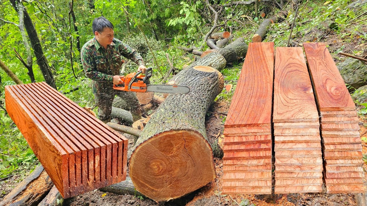The man used a saw to turn a large mahogany tree into many beautiful straight planks.