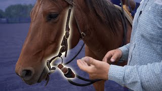The Best Bit Fit for Your Horse