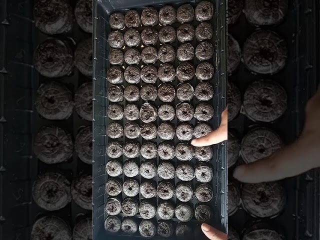 Watch Jiffy Peat Pellet Seed Starting on YouTube Watch Jiffy Peat Pellet Seed Starting on YouTube