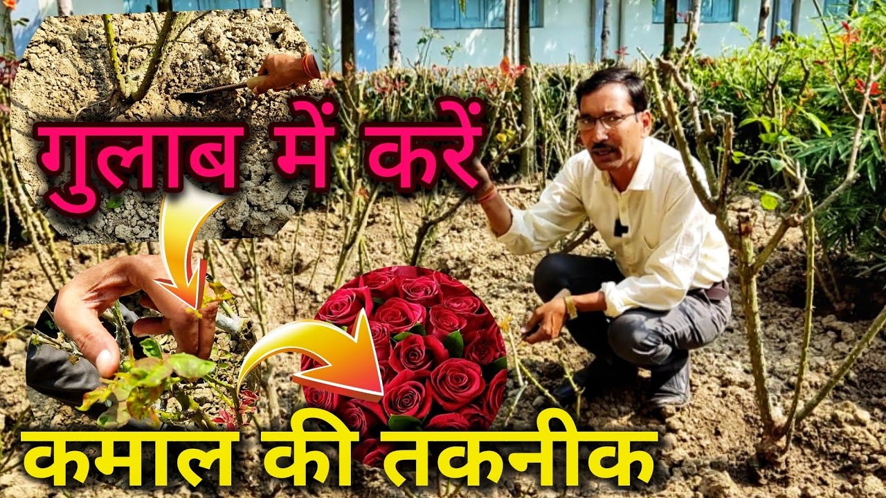गुलाब में अभी करें ये कमाल की तकनीक : फूल लेते लेते थक जायेंगे आप // Rose Immense Flowering tips