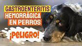 🟢 ¿Como Curar la Gastroenteritis Hemorrágica o Disentería en Perros 🟢  Tratamiento, ¿Es Contagiosa? - YouTube