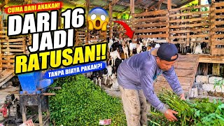 Dari 16 Kambing Jadi RATUSAN! Kisah Sukses Kang Suhar yang Bikin Melongo 😱