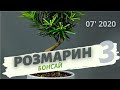 Бонсай из розмарина. Часть 3 | Июль 2020