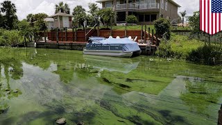 Florida terancam ‘racun alga’ - TomoNews