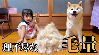 理不尽な毛が抜ける換毛期その体のどこに大量の毛を隠し持ってた！