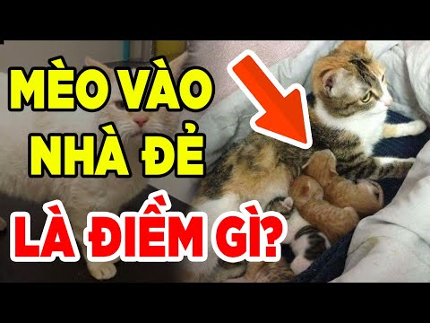 Video MÈO LẠ VÀO NHÀ ĐẺ Là Điềm Báo Gì? THẦN TÀI BAN LỘC Hay... - youtube